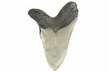 Bargain, Fossil Megalodon Tooth - Serrated Blade #190901-1
